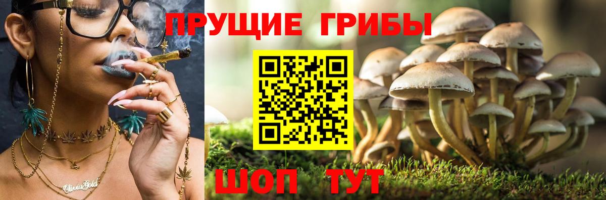 Псилоцибиновые грибы GOLDEN TEACHER Новоалександровск